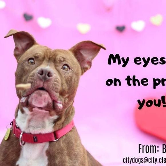 Meet your Posher, Ginger - Picture 1 of 1